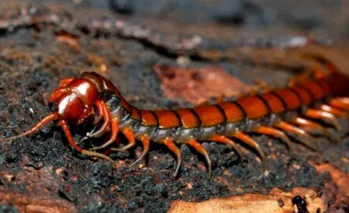 Spiritual Meanings of Seeing a Centipede