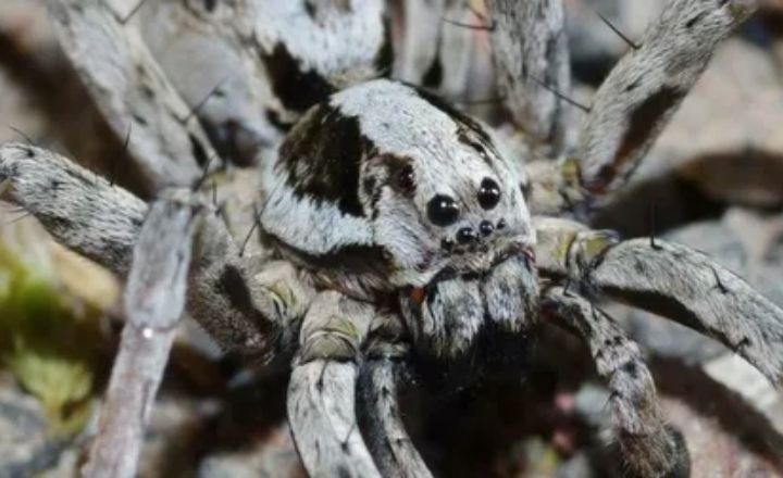 13 Spiritual Meanings of Seeing a White Spider