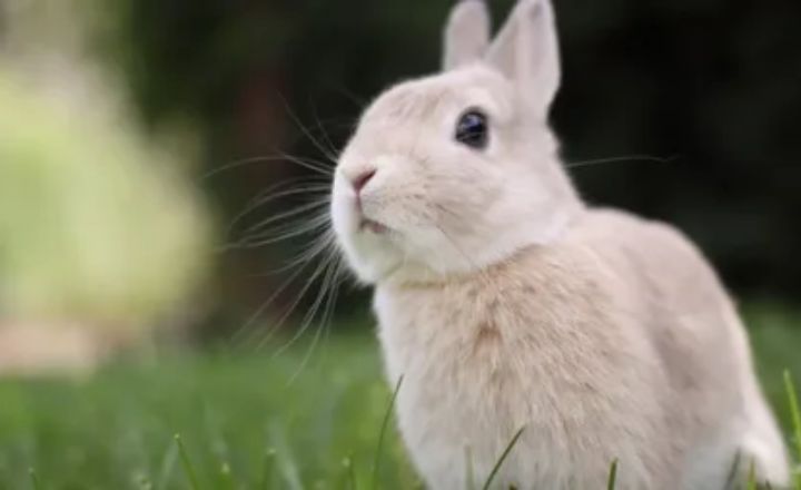 7 Spiritual Meanings and Symbolism of Dead Rabbit