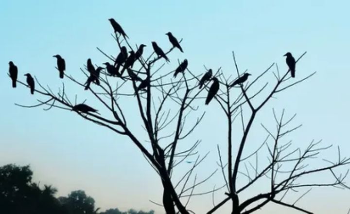A Flock Of Crows Cawing at You