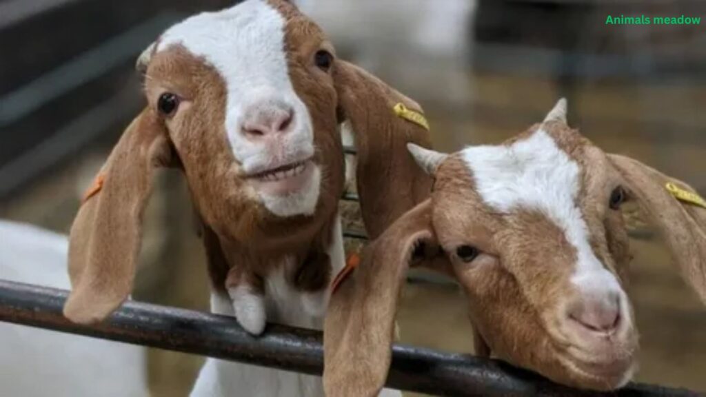 Goats Cute Names For Your Cute Female Goats