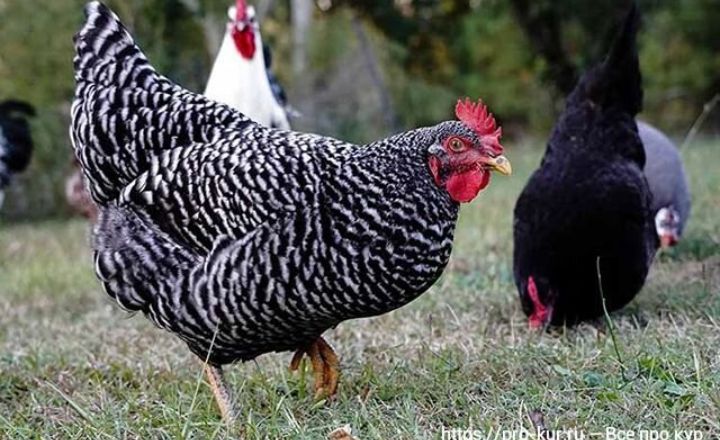 Are Barred Rock Chickens Good For Meat Production?