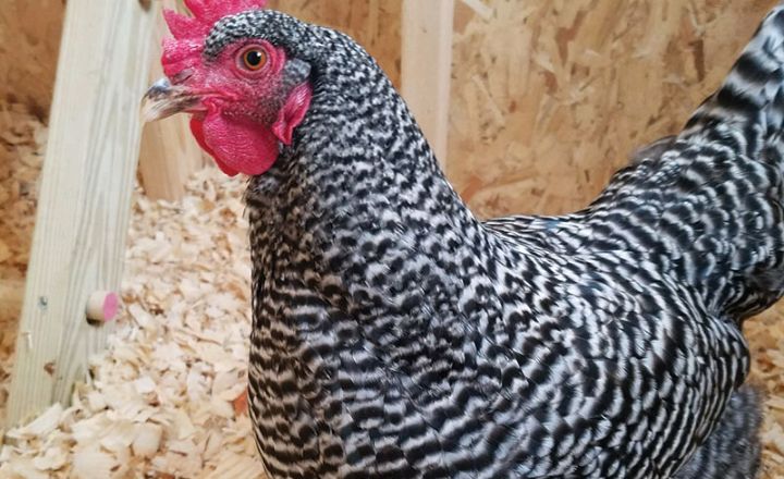 Are Barred Rock Chickens Right For You?