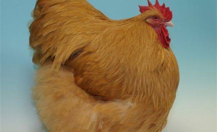 Are Buff Orpington Chickens Good For Meat Production?
