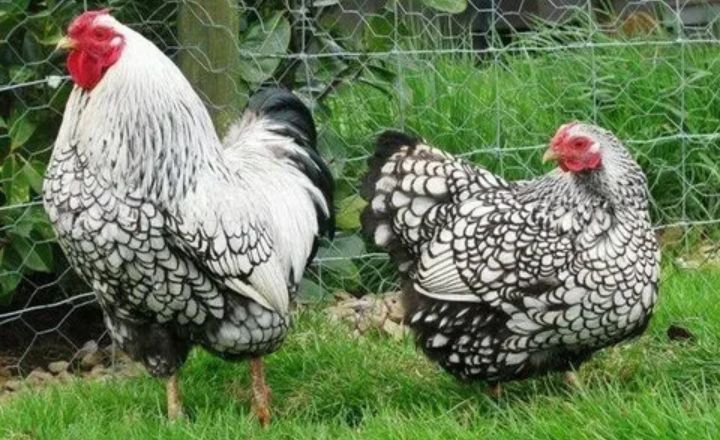 Are Columbian Wyandotte Chickens Good For Meat Production