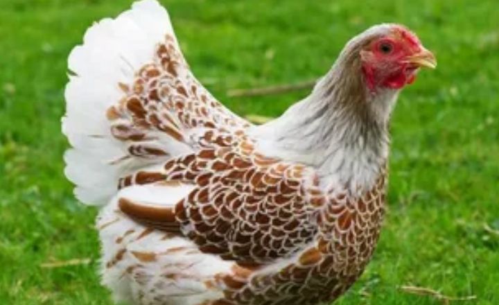 Are Columbian Wyandotte Chickens Hardy
