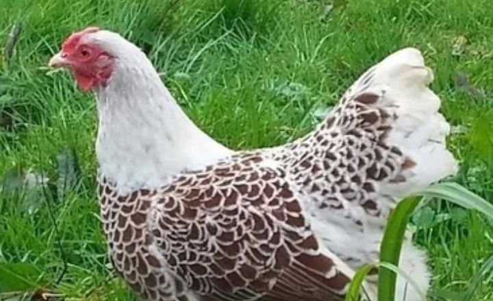 Are Columbian Wyandotte Chickens Right For You
