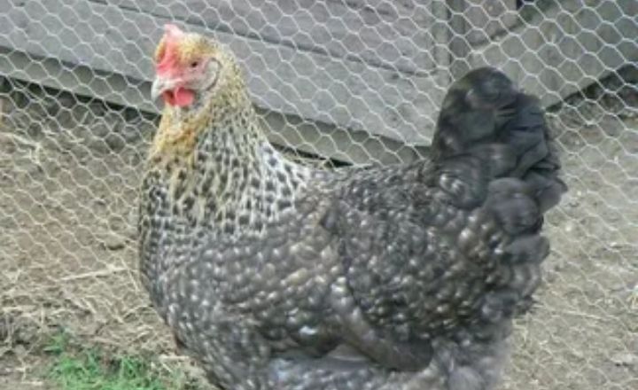 Are Cuckoo Maran Chickens Broody