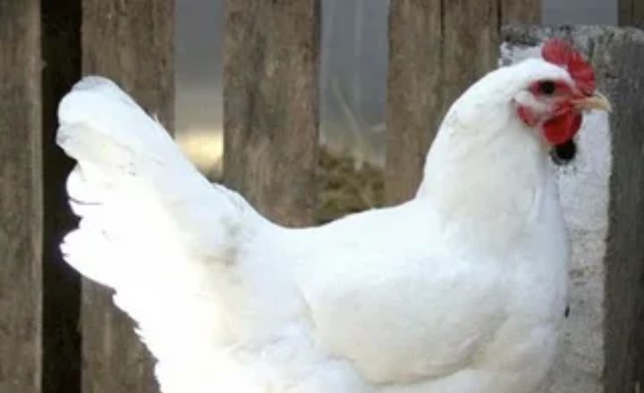 Are Jersey Giant Chickens A Heritage Breed