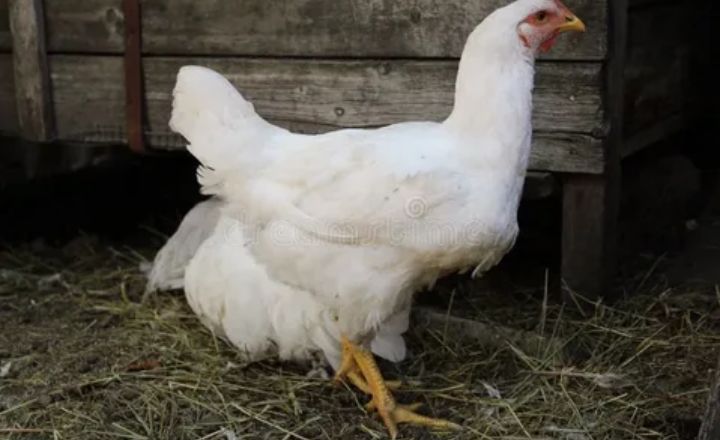 Are Jersey Giant Chickens Hardy