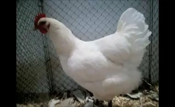 Are Jersey Giant Chickens Meat Birds
