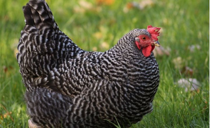 Barred Rock Chicken Breed History
