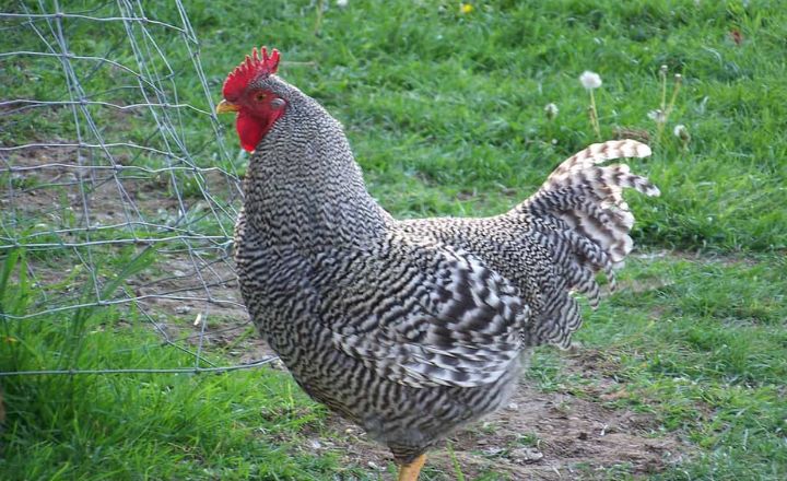 Barred Rock Rooster
