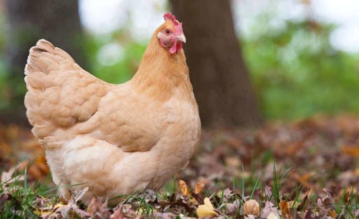 Breeding Buff Orpington Chickens