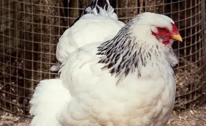 Breeding Columbian Wyandotte Chickens