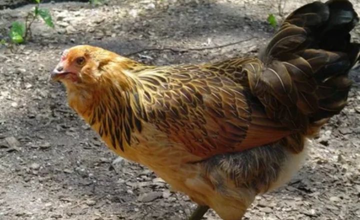 Breeding Easter Egger Chickens