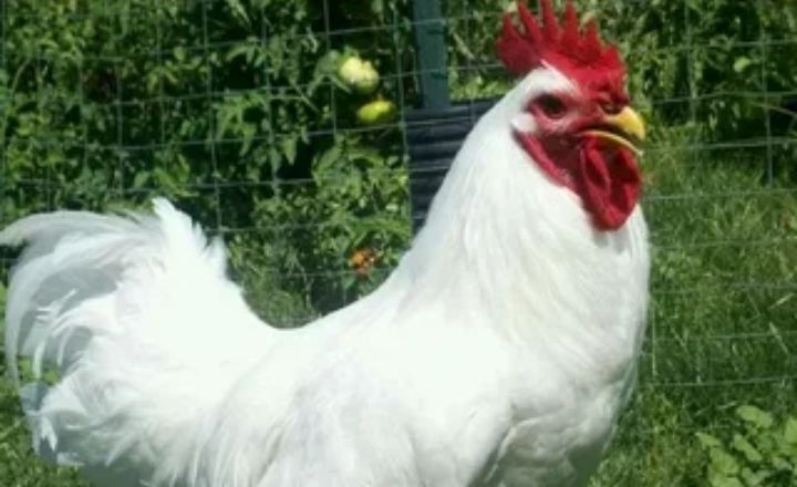 Breeding White Jersey Giant Chickens