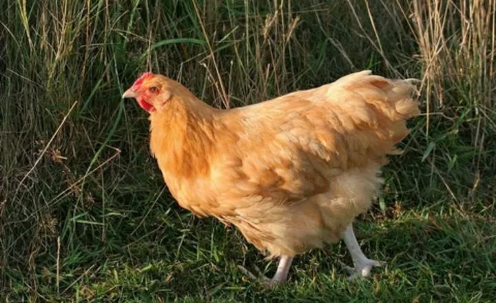 Buff Orpington Breed Appearance
