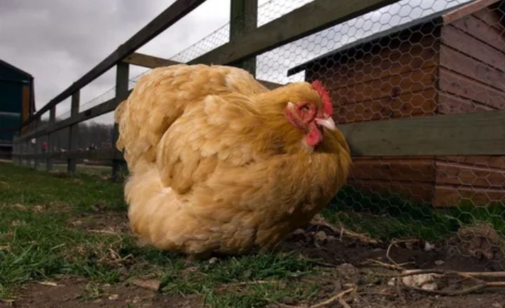 Buff Orpington Chicken Breed History