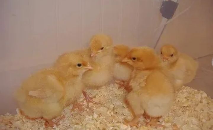 Buff Orpington Chicken Egg Color