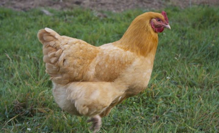 Buff Orpington Chicken Housing Requirements