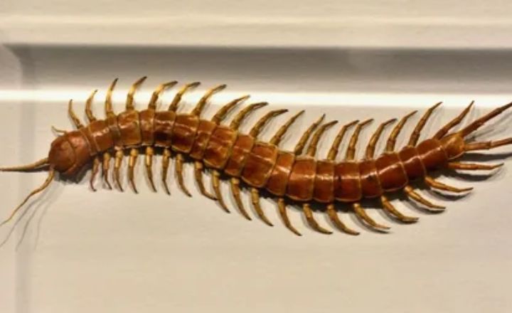 Centipede Dream Interpretation