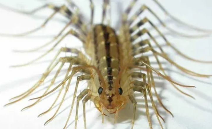 Centipede Spirit Animal