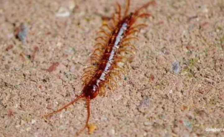 Centipede Symbolism