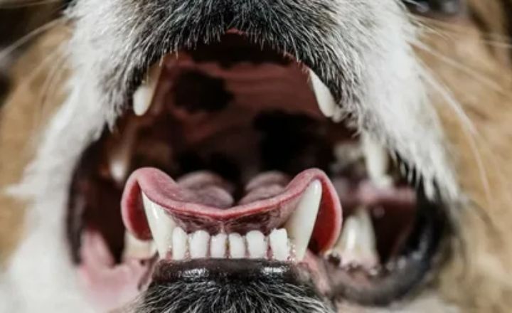 Check Your Dog’s Gums