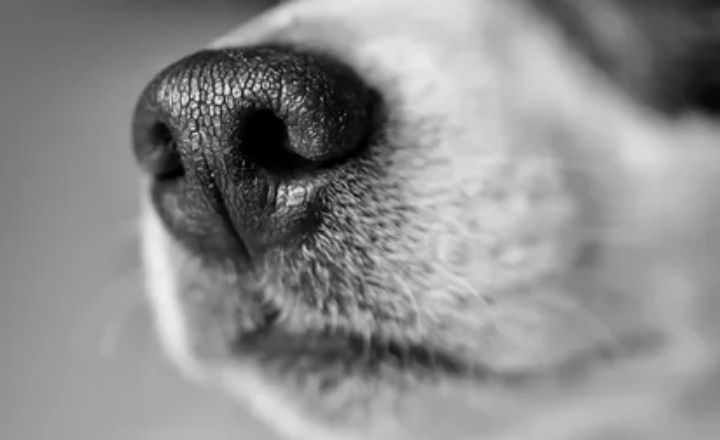 Check Your Dog’s Nose