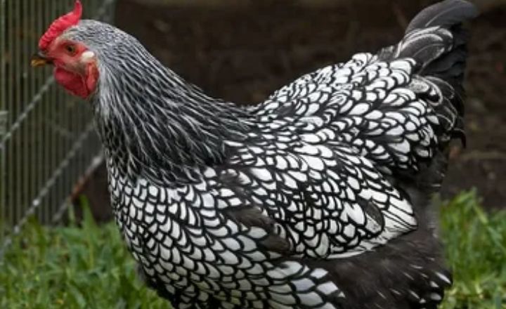 Are Columbian Wyandotte Chickens a Heritage or Hybrid Breed?