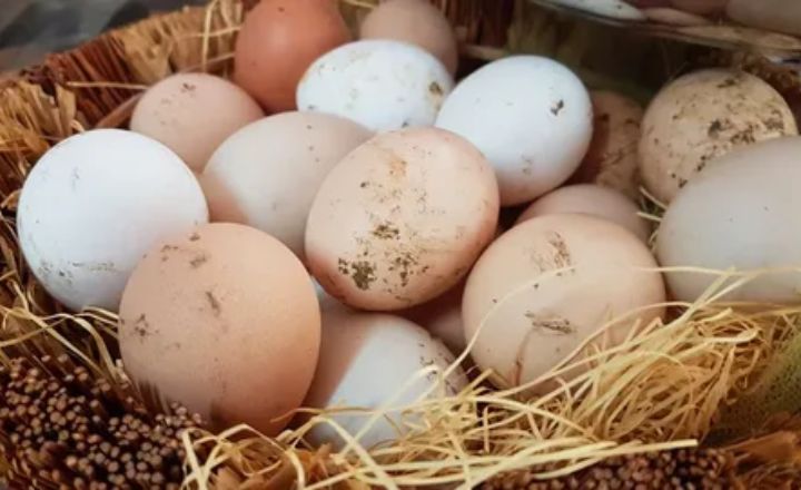 Columbian Wyandotte Chicken Egg Color