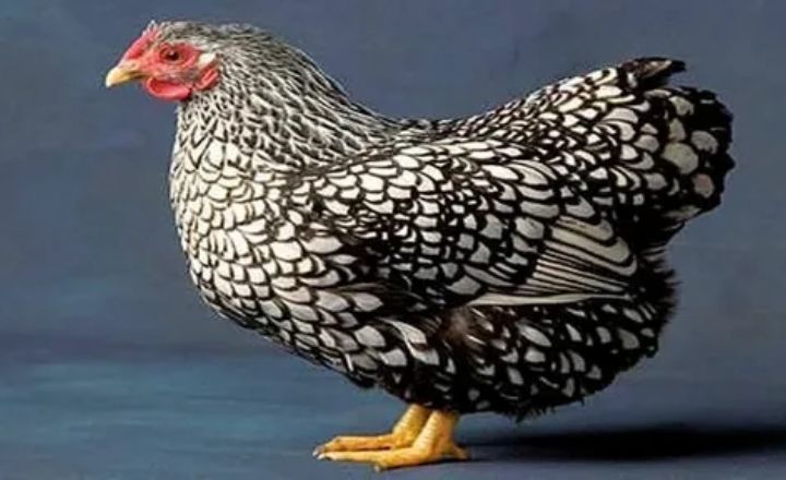Columbian Wyandotte Temperament