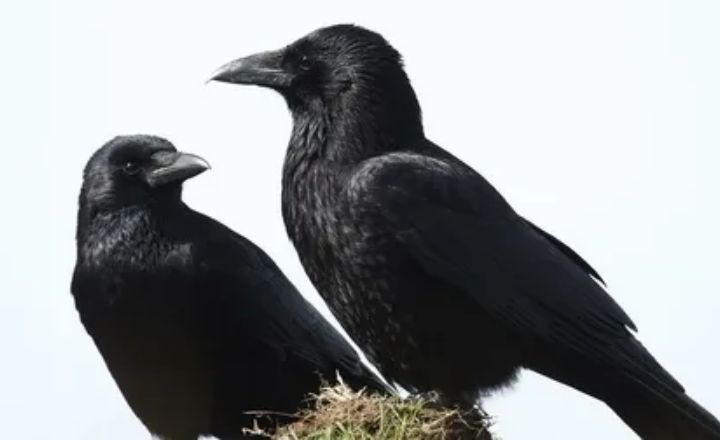 Crows Cawing Four Times Spiritual Meaning