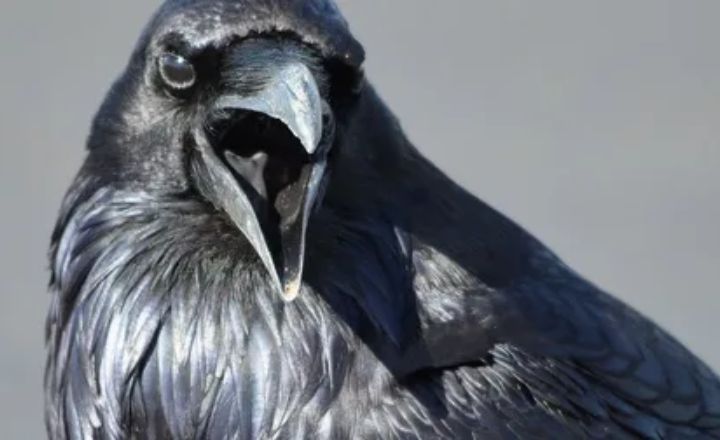 Crow Cawing at You in the Morning Spiritual Meaning