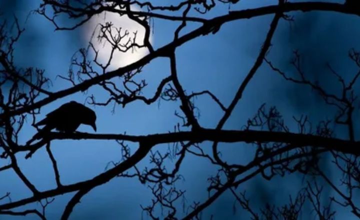Crows Cawing At You In The Night Spiritual Meaning