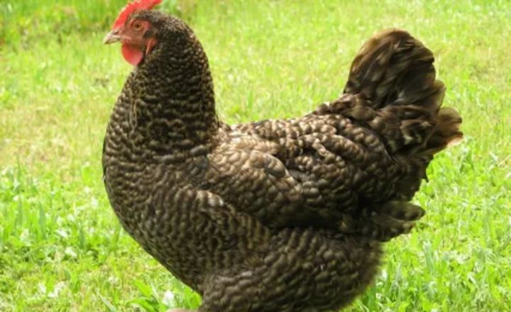 Cuckoo Maran Chicken Breed A Useful Guide