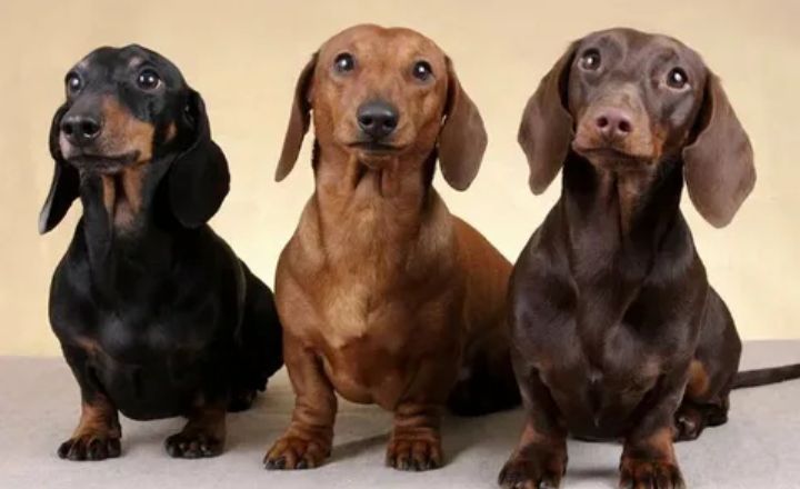 Dachshund