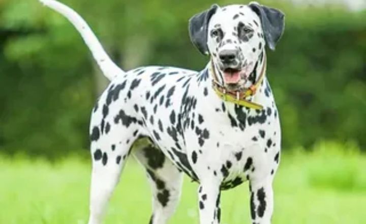 Dalmatian
