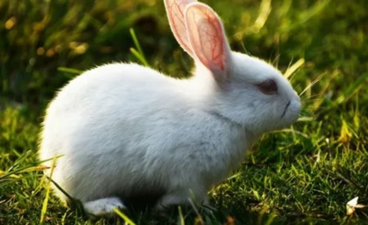Dead Rabbit Dream Interpretation