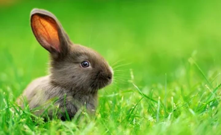 Dead Rabbit as a Spirit Animal