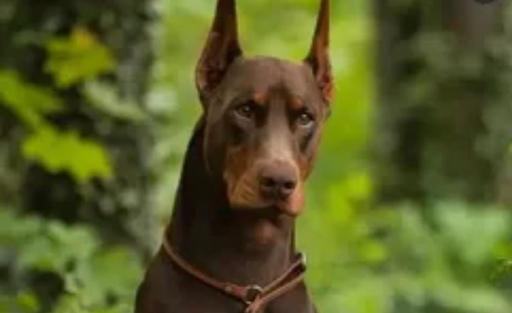 Doberman