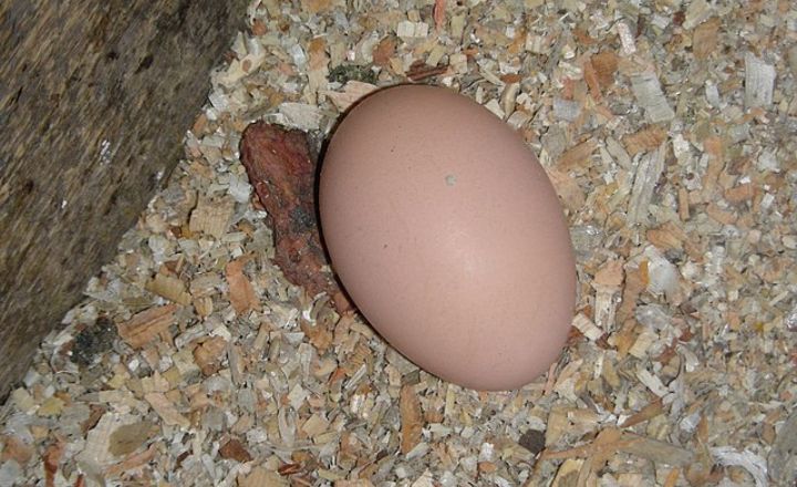 Egg color