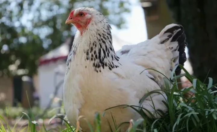How Much Do Columbian Wyandotte Chickens Weigh