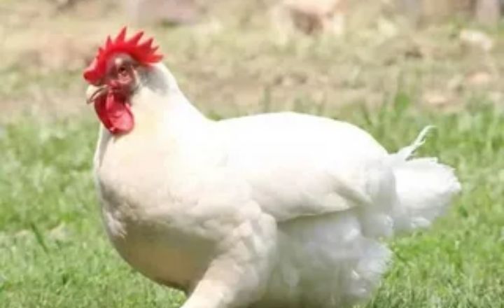 How Much Do Jersey Giant Chickens Weigh
