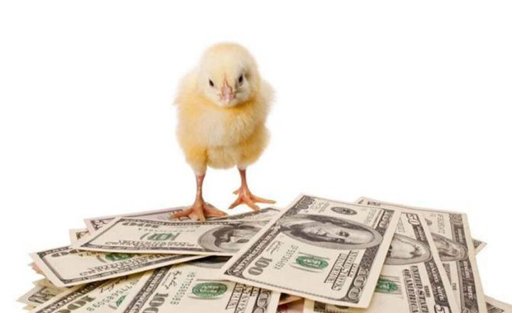 How To Sell Baby Chicks