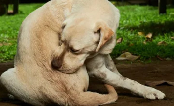 How to Treat a Dog’s Hot Head