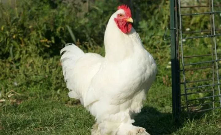 Jersey Giant Breed Temperament
