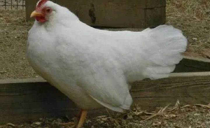 Jersey Giant Chicken Housing Requirements