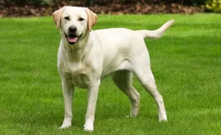 Labrador